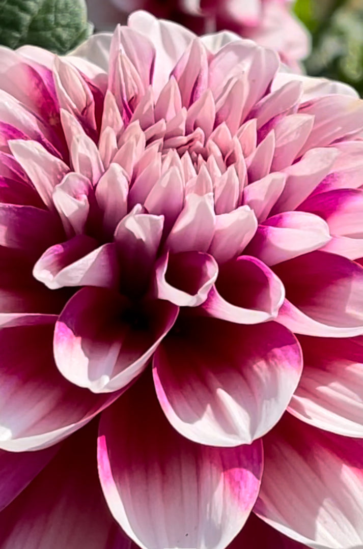 Patches Dahlia – Draginas Dahlias