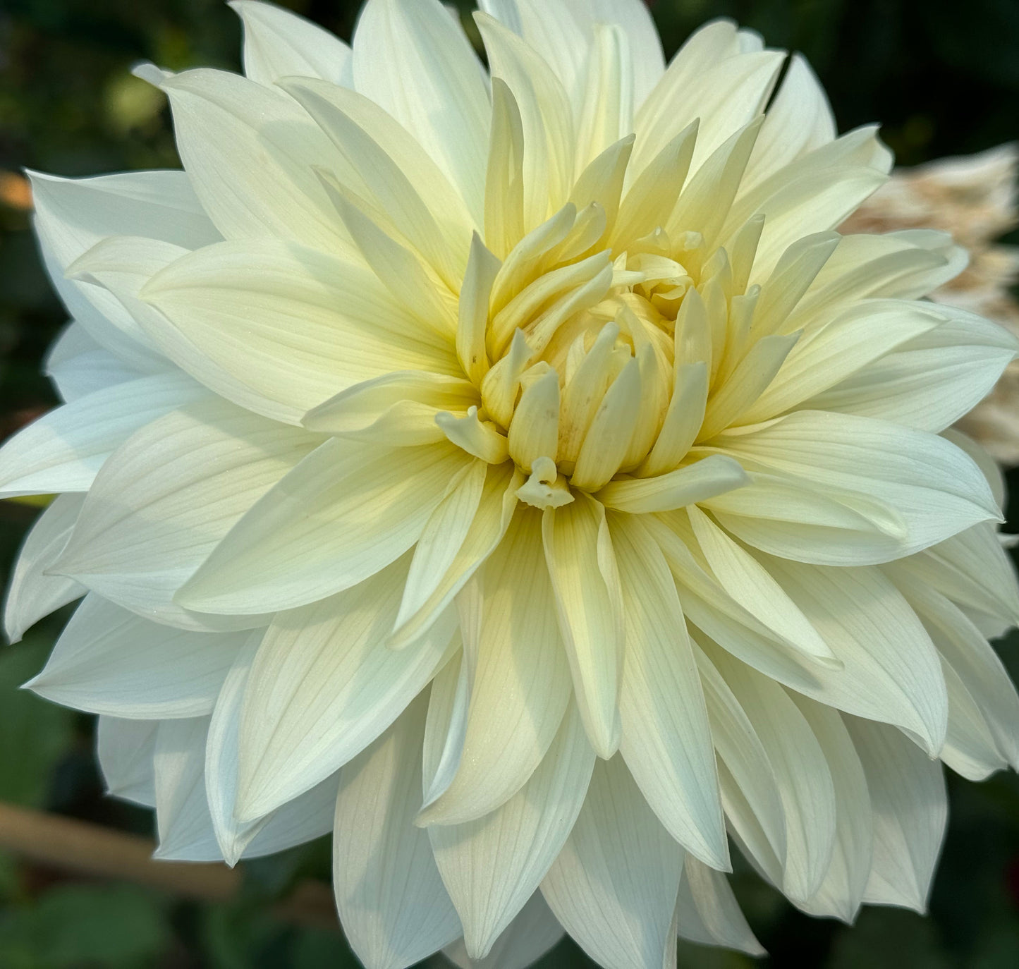 Frozen Dahlia