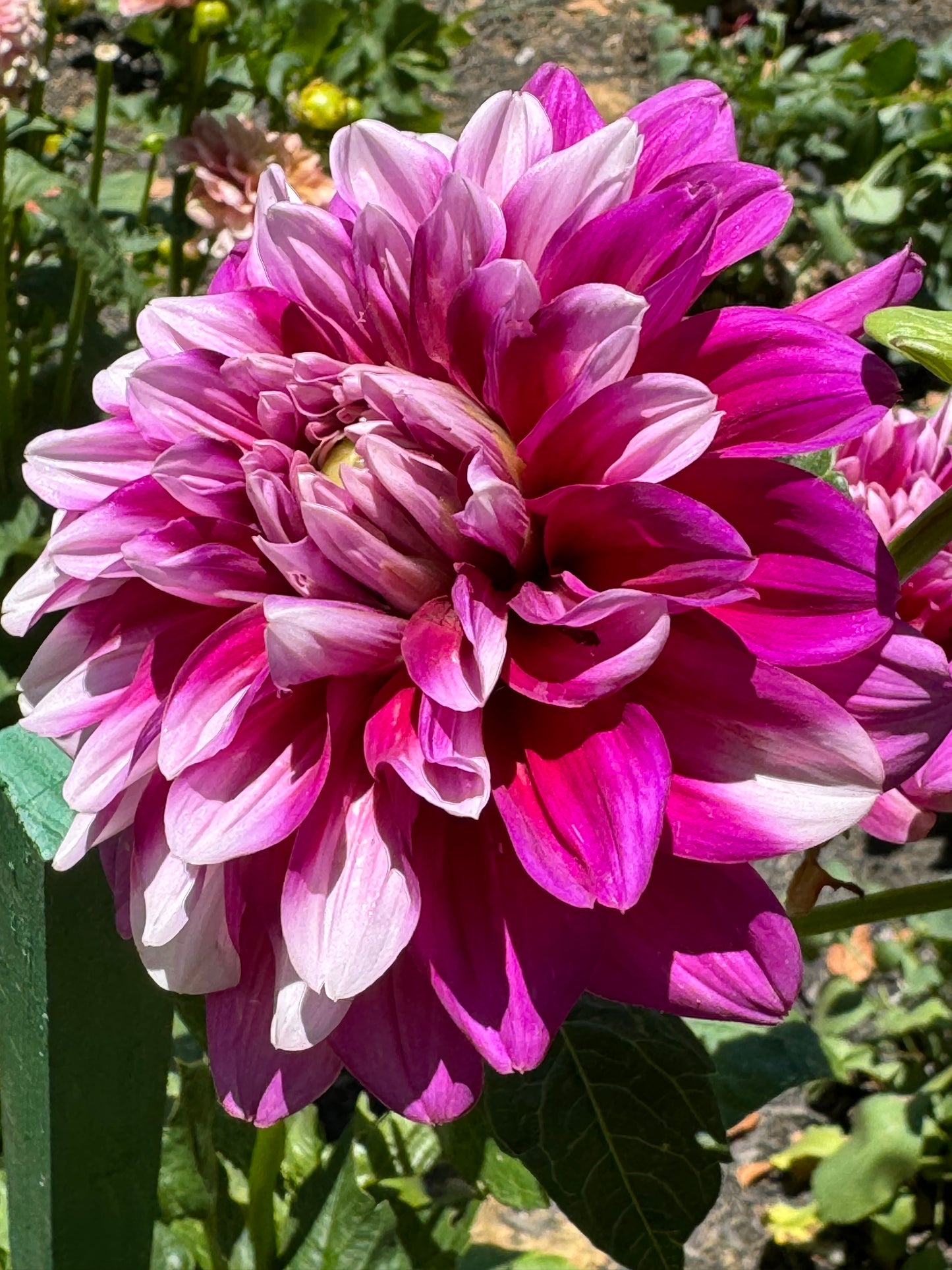 Anna F. Dahlia