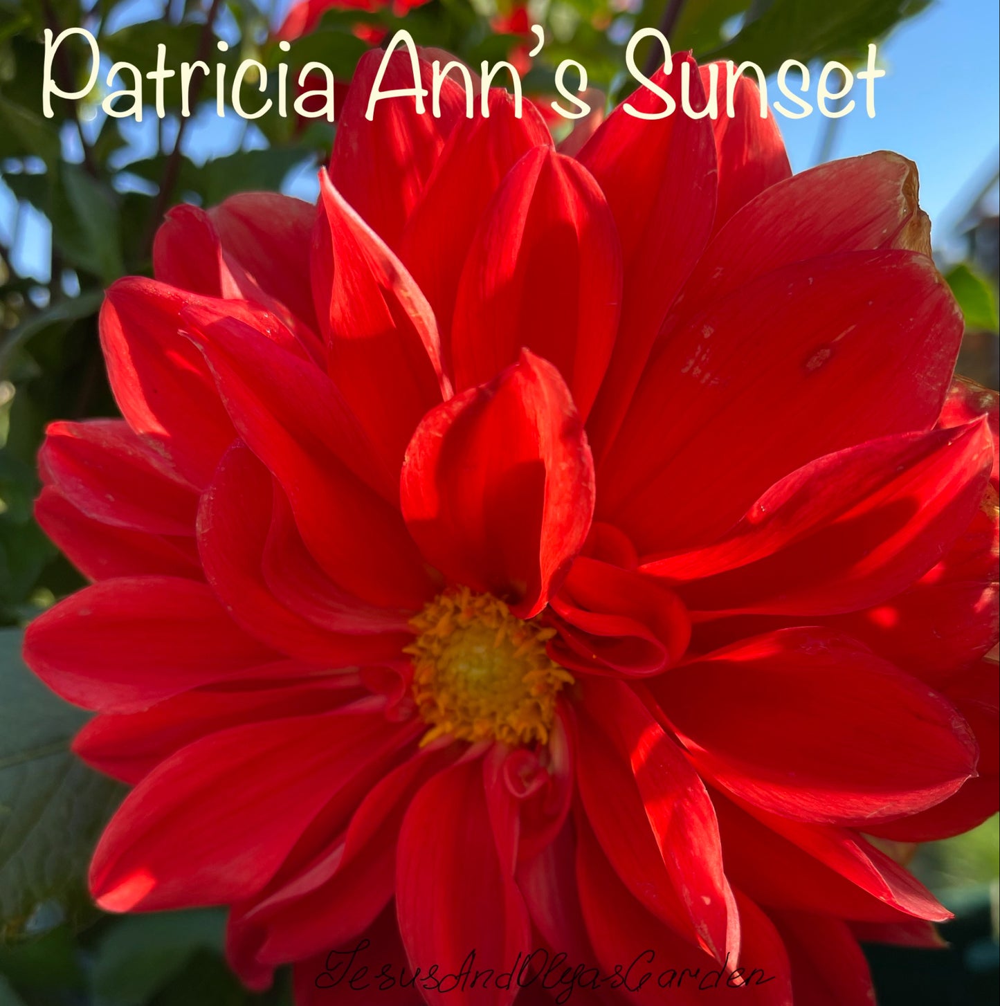 Patricia Ann's Sunset Dahlia