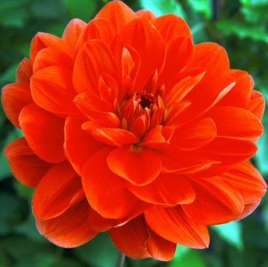 Patricia Ann's Sunset Dahlia