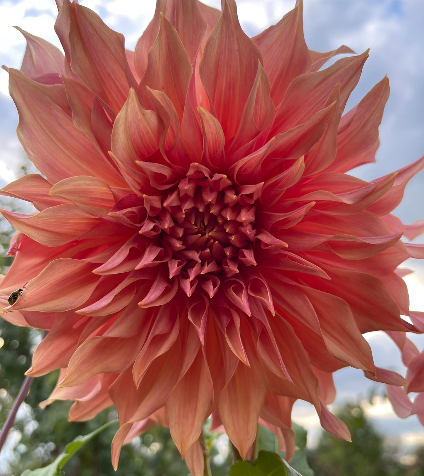 Penhill Watermelon Dahlia