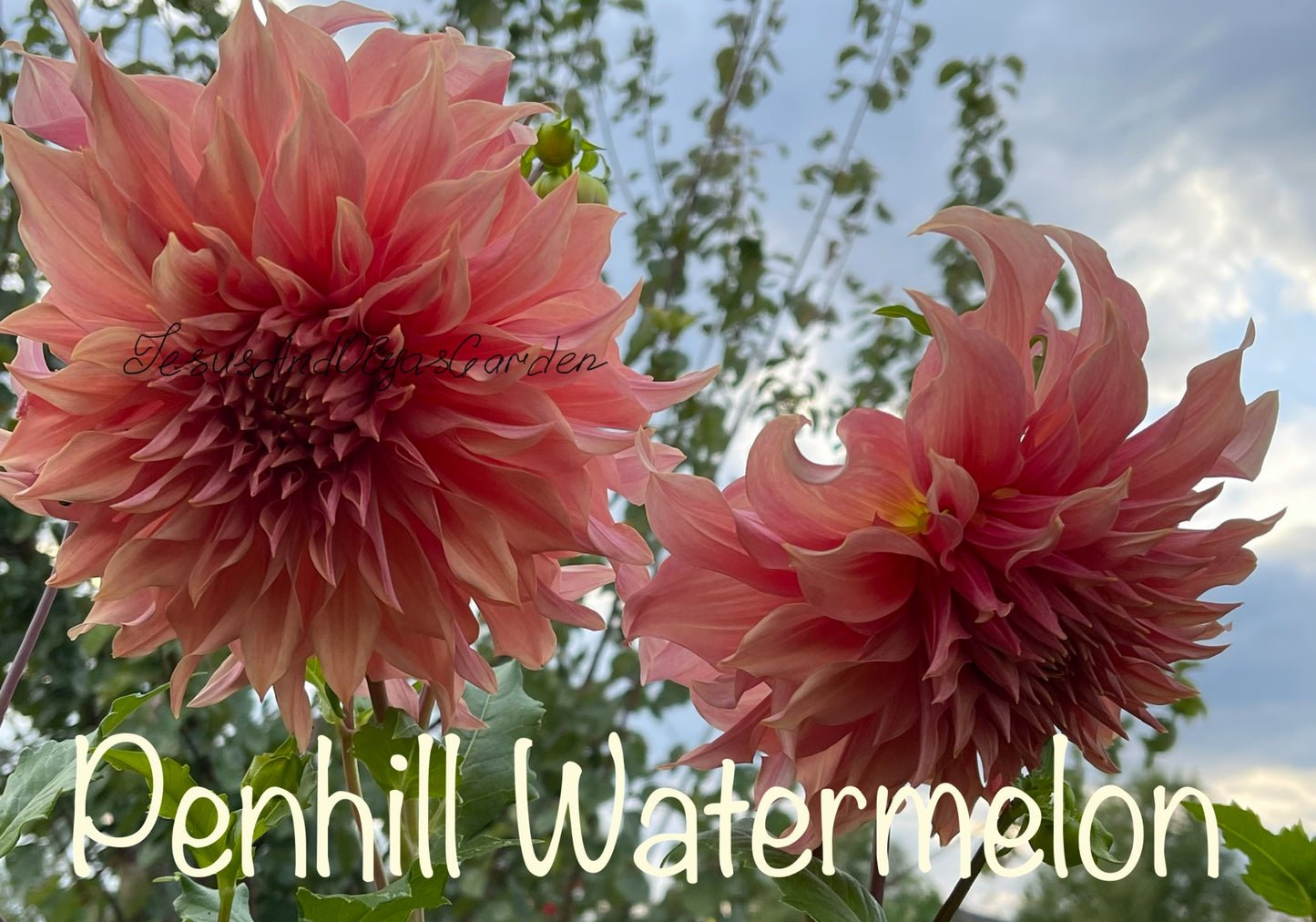 Penhill Watermelon Dahlia