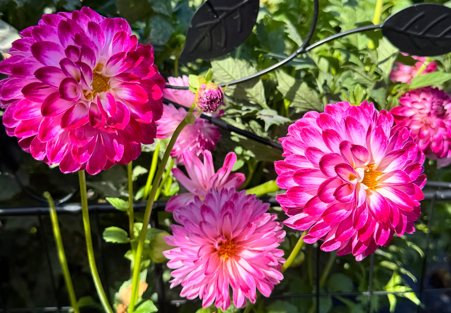 Dreamy Days Dahlia