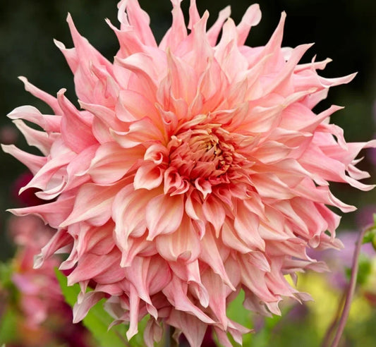 Penhill Watermelon Dahlia