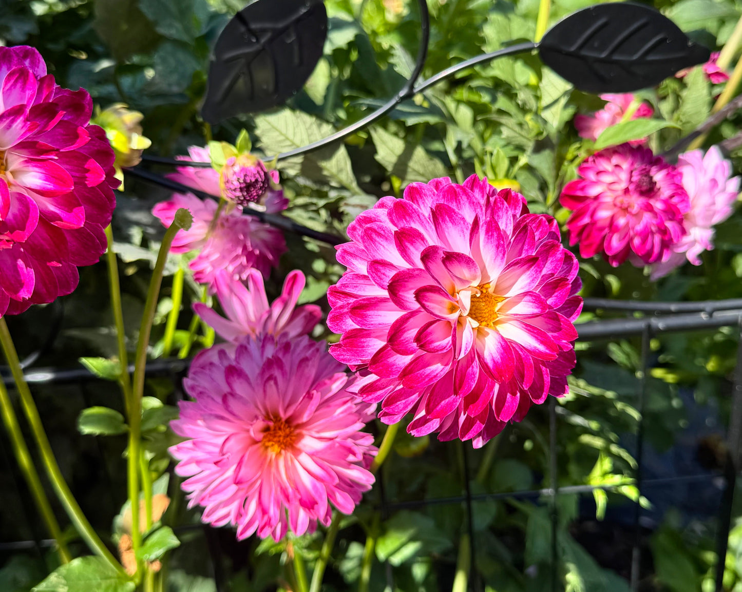 Dreamy Days Dahlia