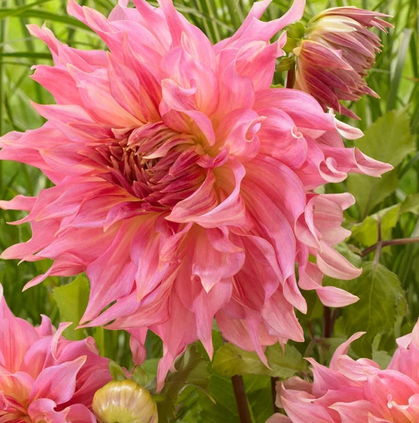 Penhill Watermelon Dahlia