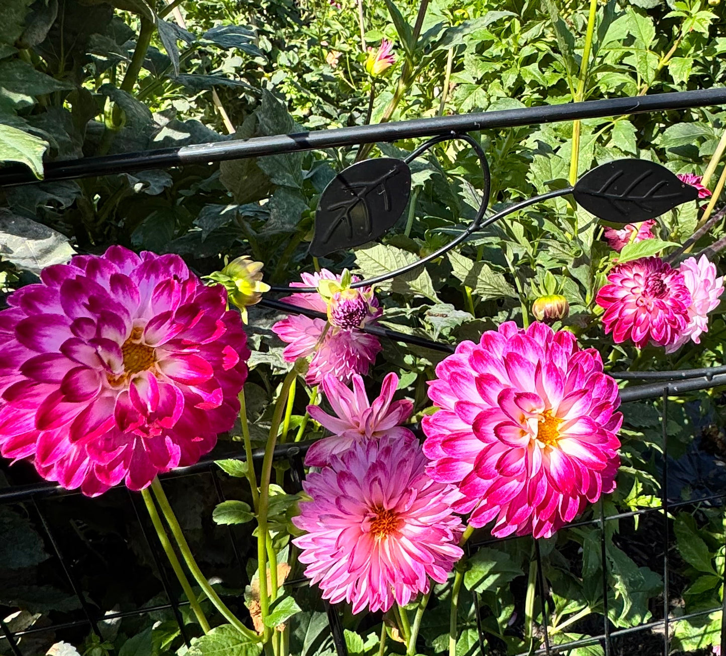 Dreamy Days Dahlia