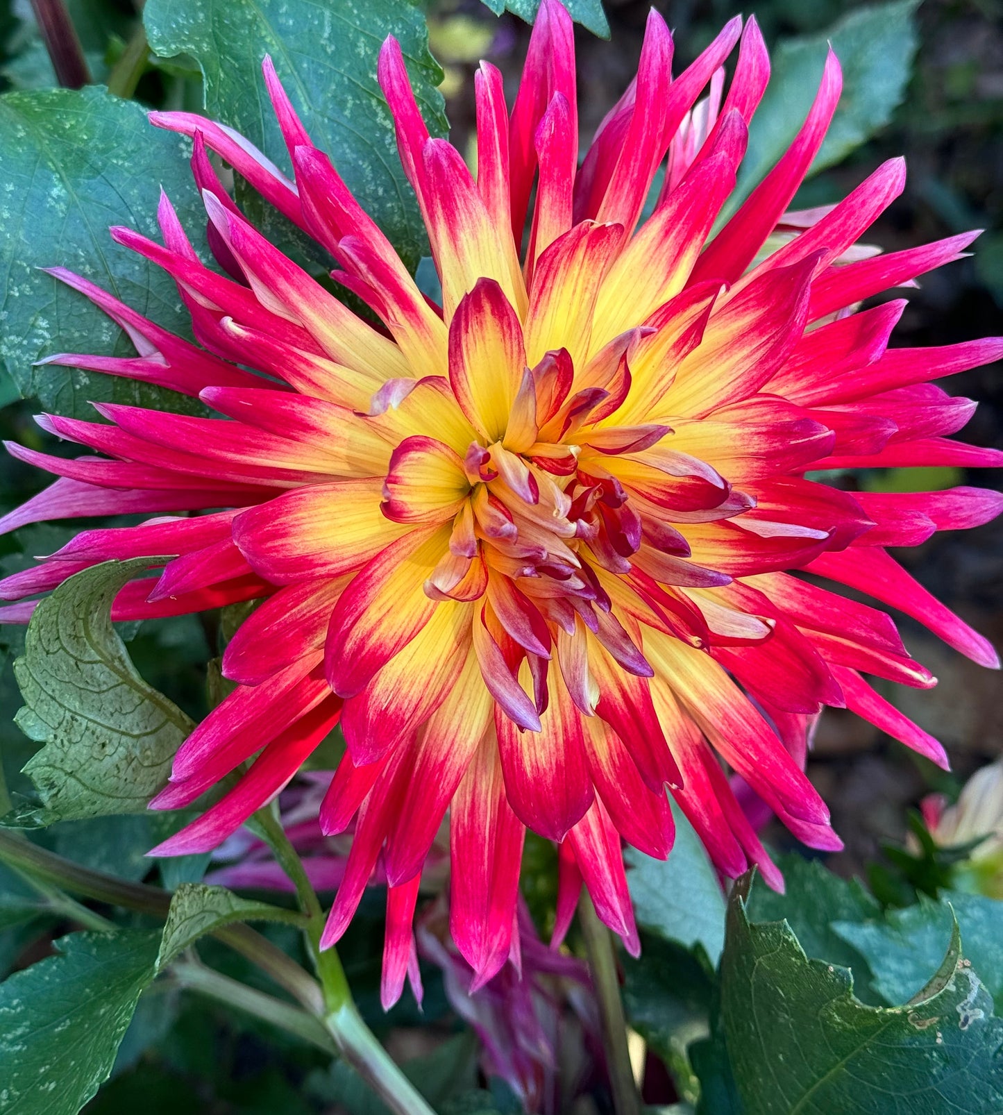 Manhattan Island  Dahlia