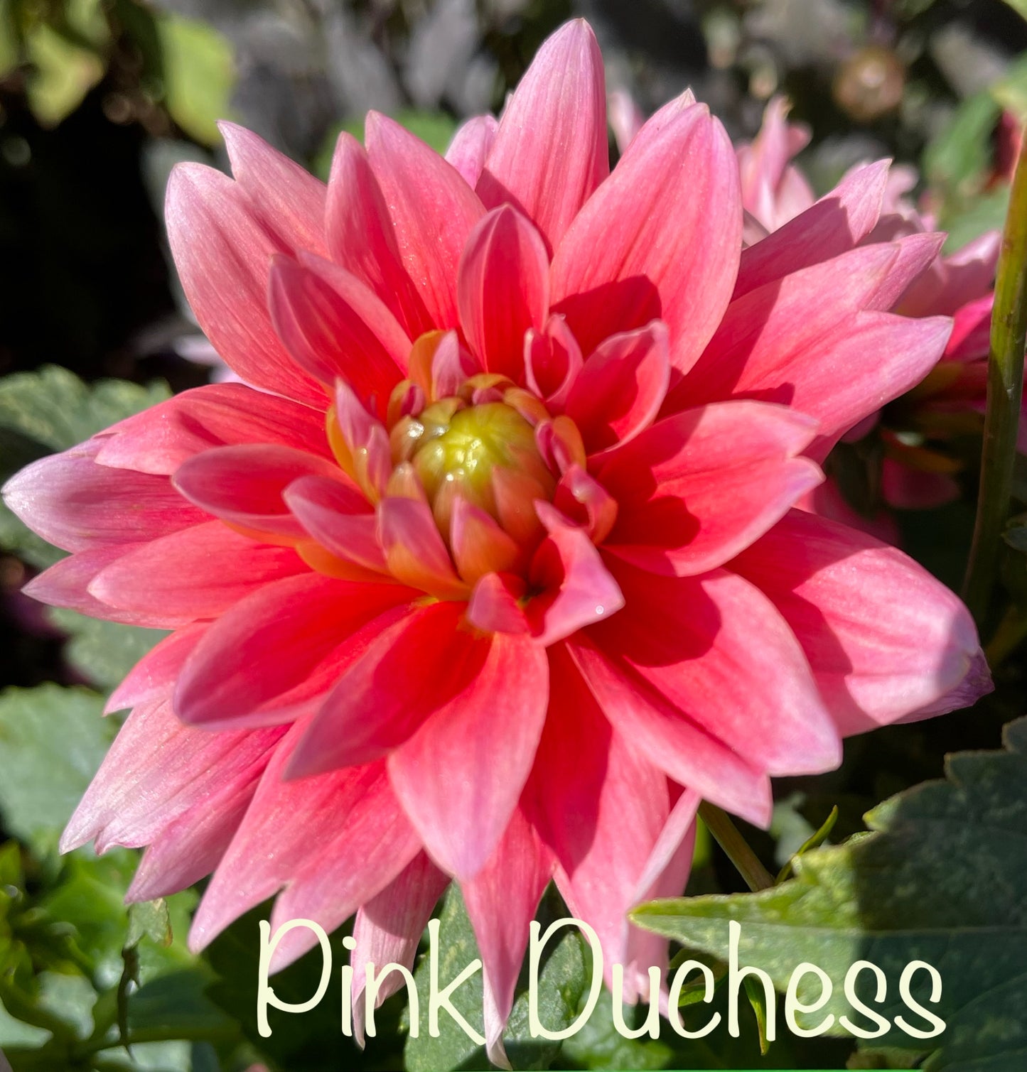 Pink Duches Dahlia