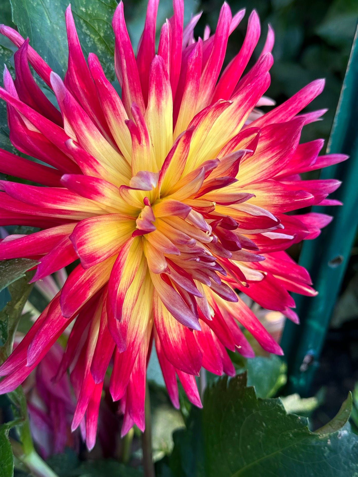 Manhattan Island  Dahlia