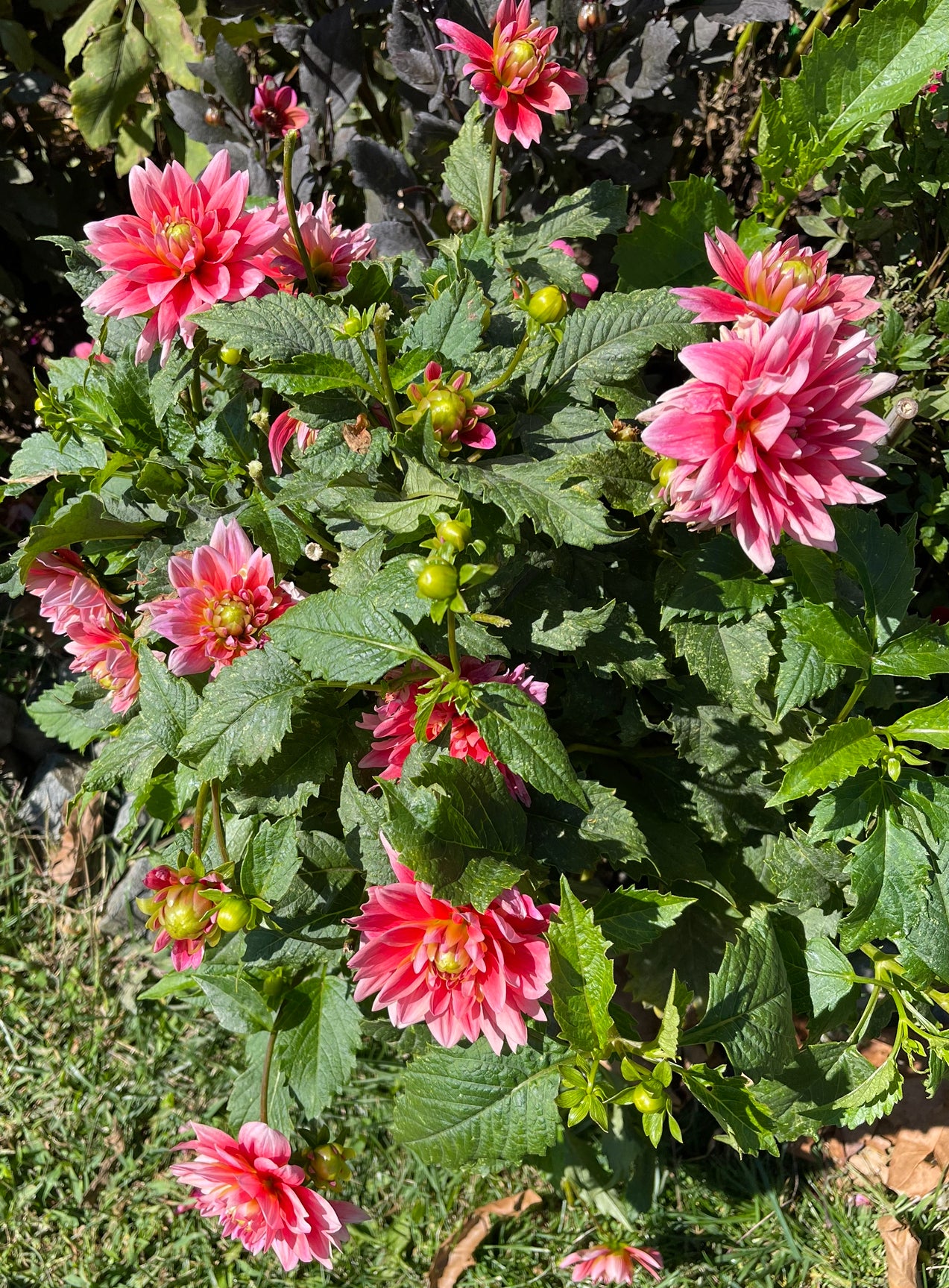 Pink Duches Dahlia