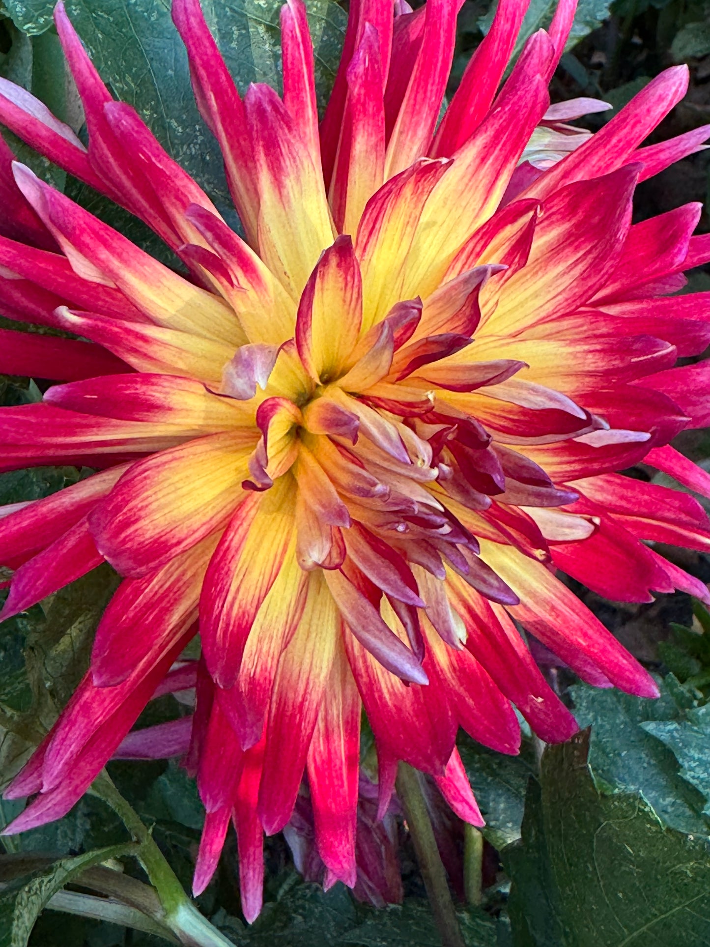 Manhattan Island  Dahlia