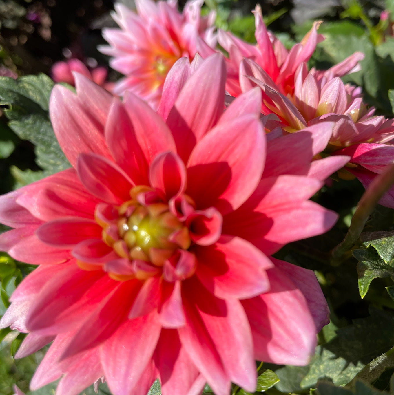 Pink Duches Dahlia