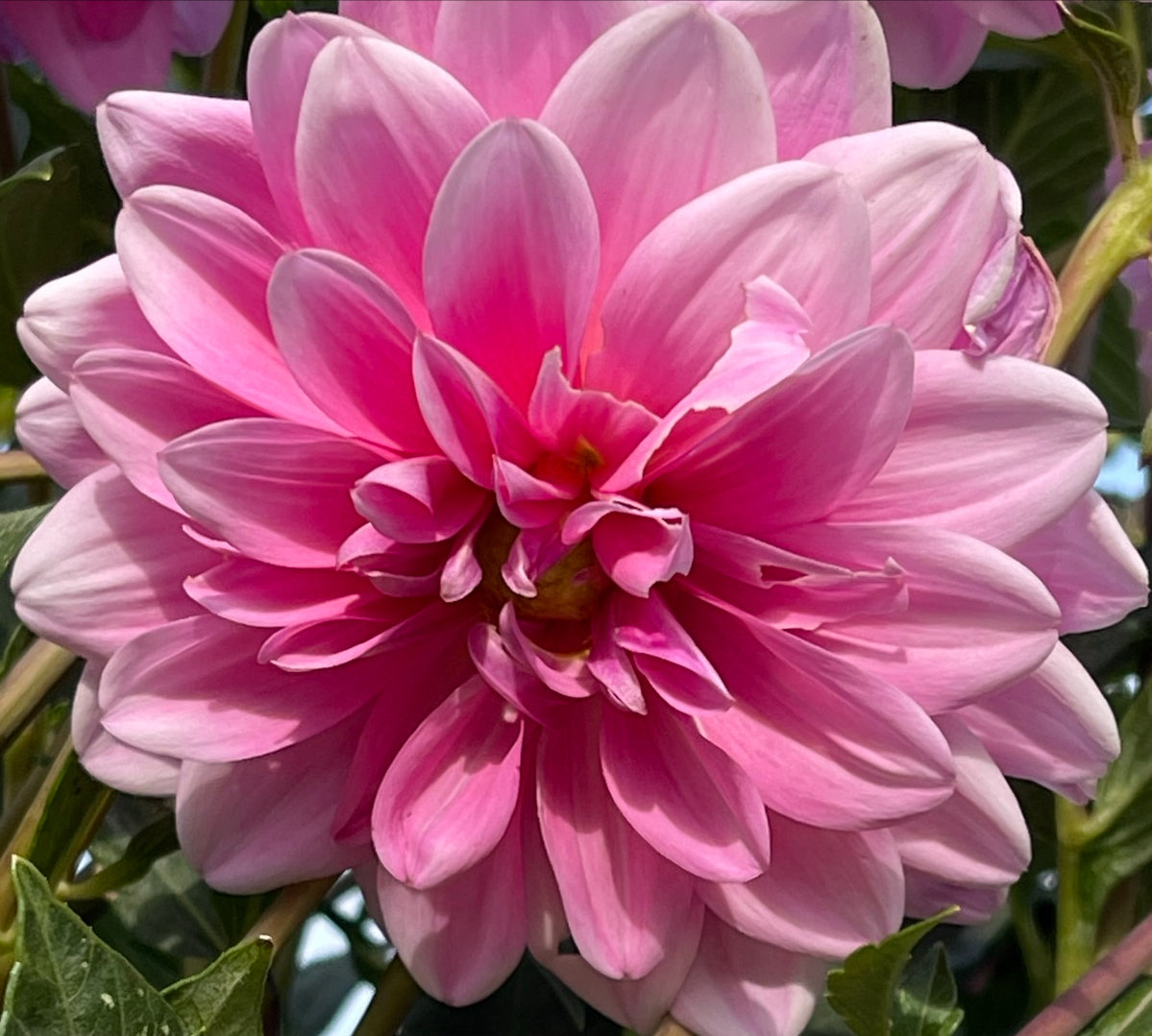 Summer Jewel  Dahlia