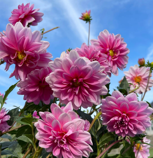 Summer Jewel  Dahlia