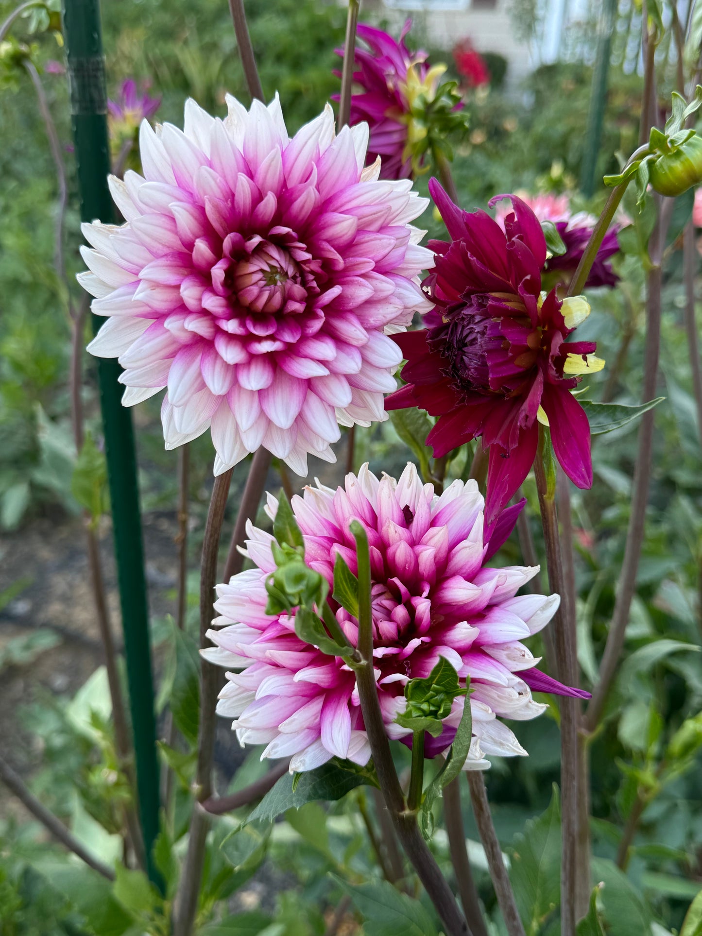 Rebeca's World Dahlia