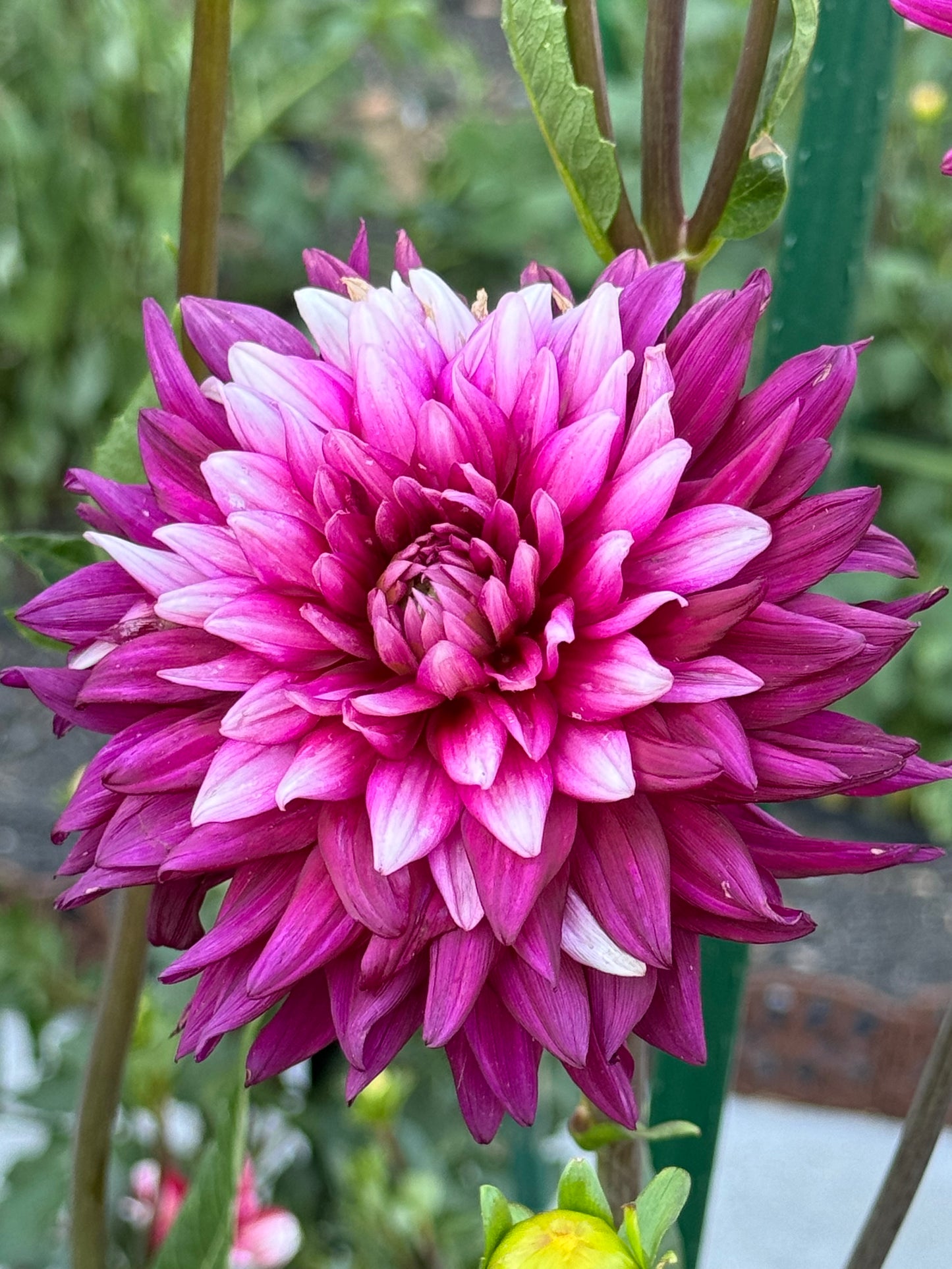 Rebeca's World Dahlia