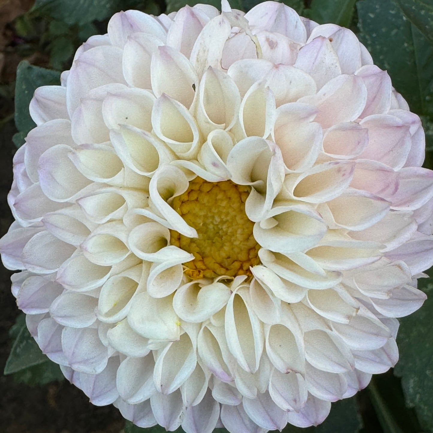 Pink Pearl Dahlia