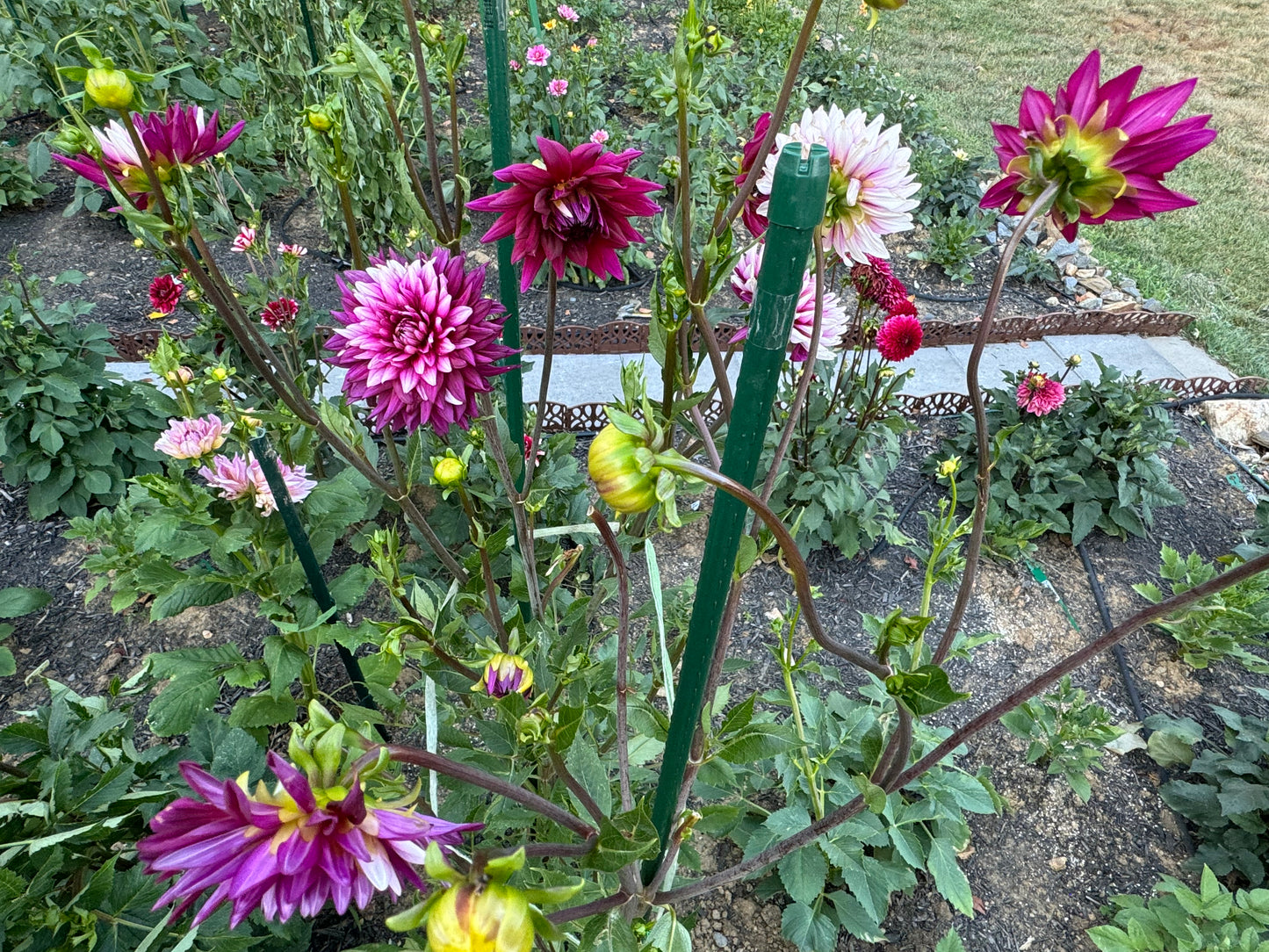 Rebeca's World Dahlia