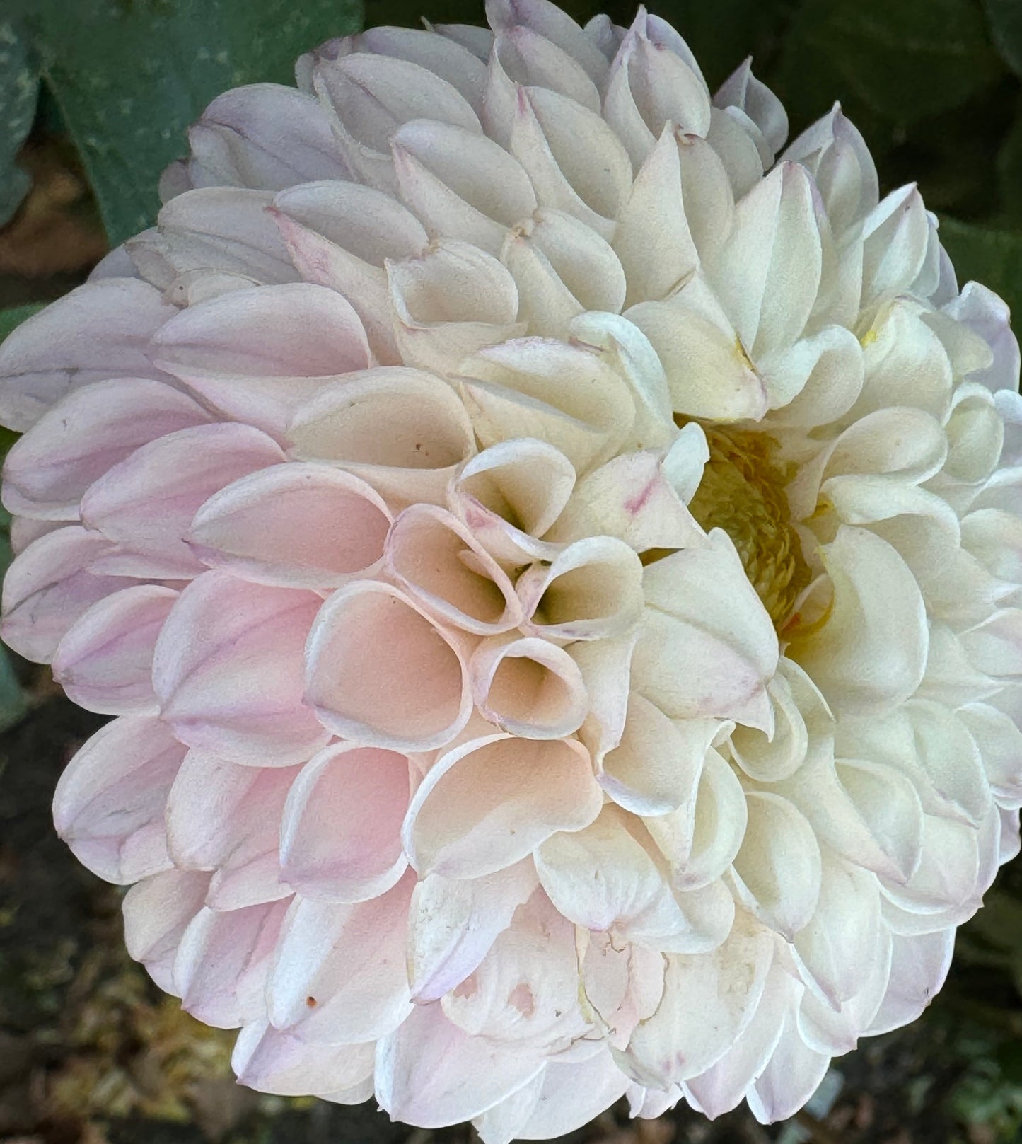 Pink Pearl Dahlia