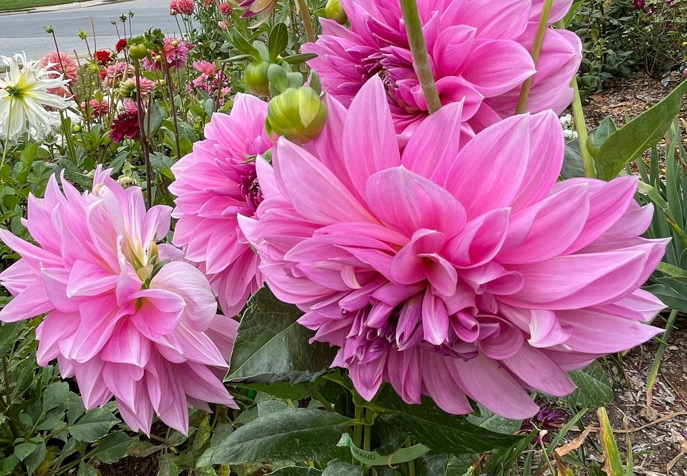 Lavender Perfection Dahlia