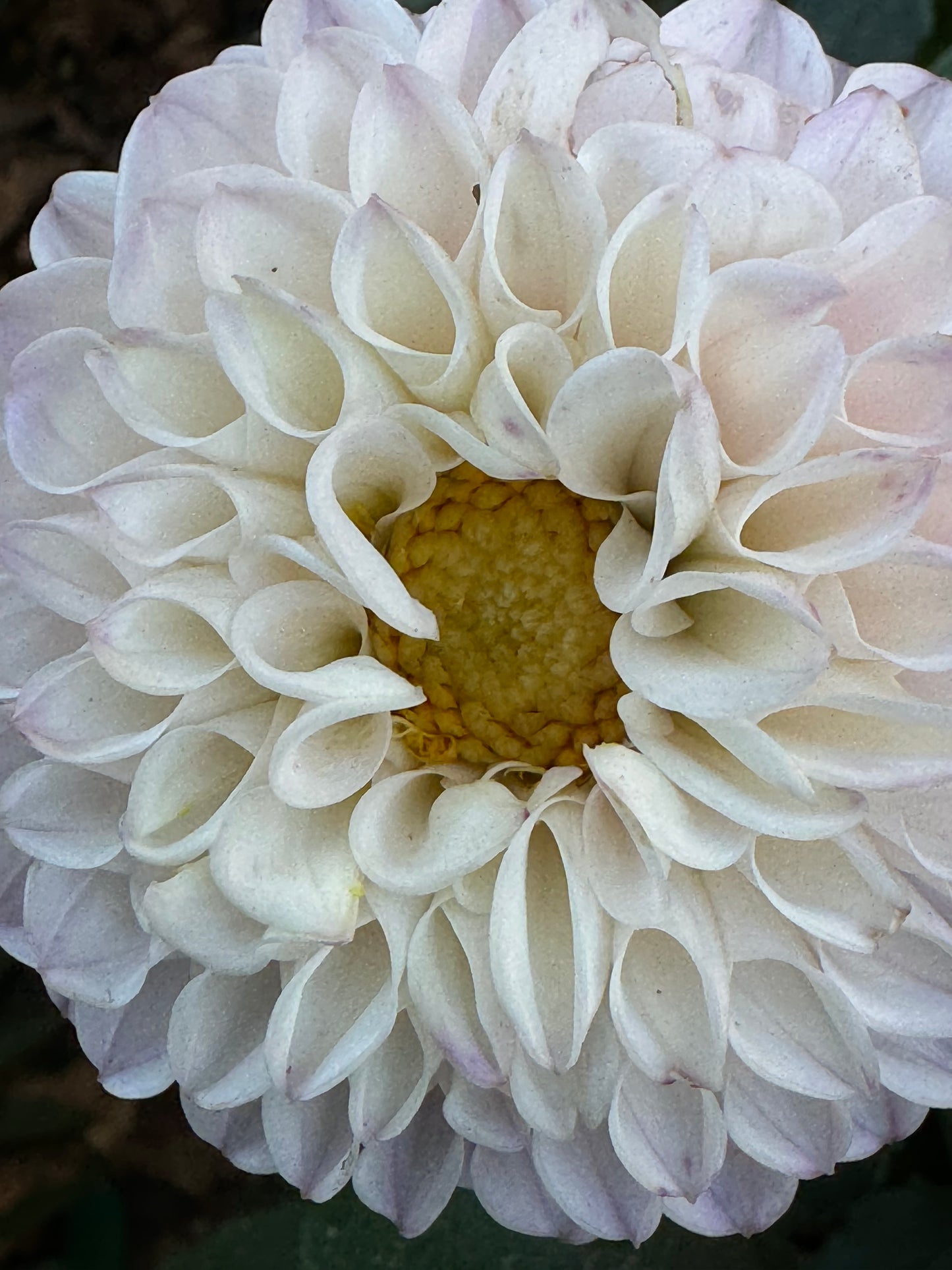 Pink Pearl Dahlia