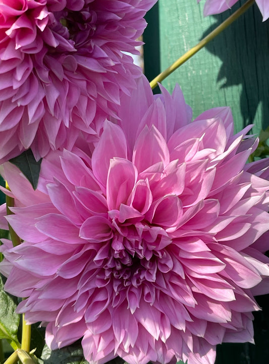 Lavender Perfection Dahlia