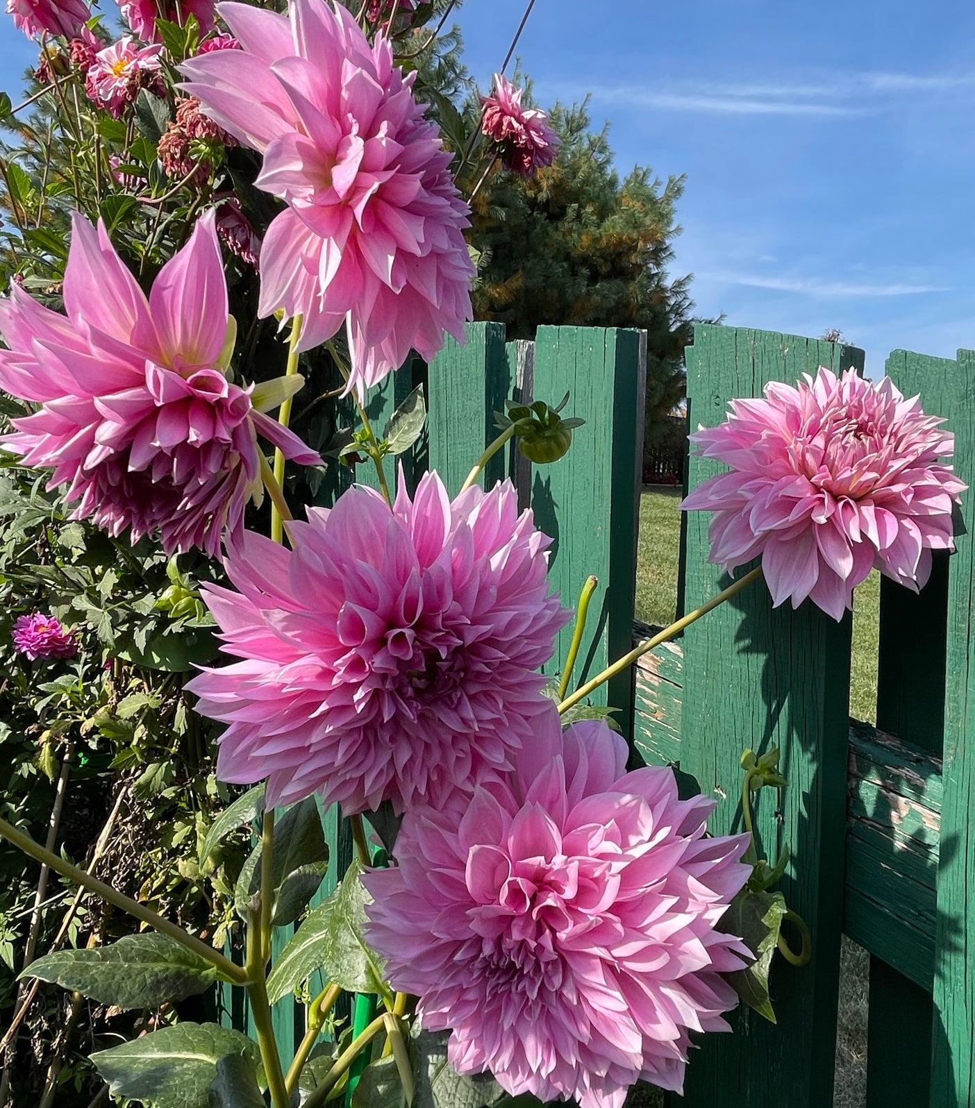 Lavender Perfection Dahlia