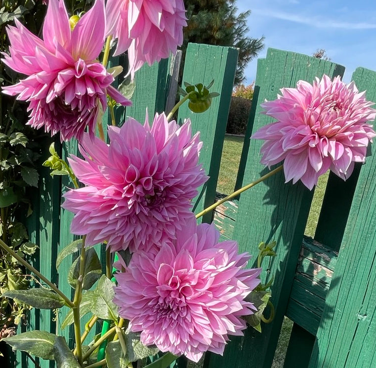 Lavender Perfection Dahlia