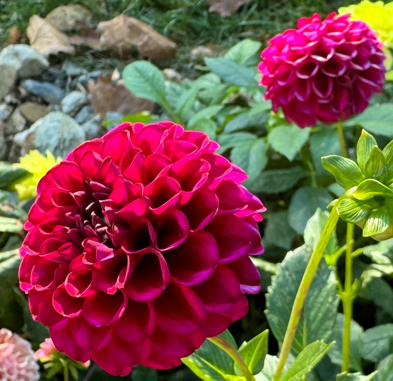 Natal Dahlia