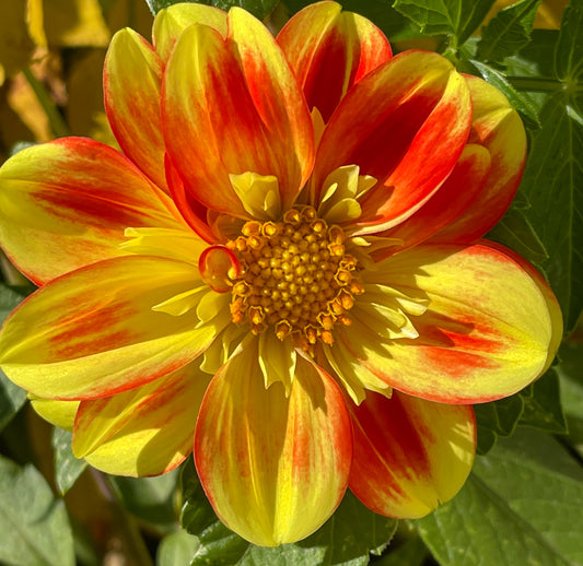 Pooh Dahlia