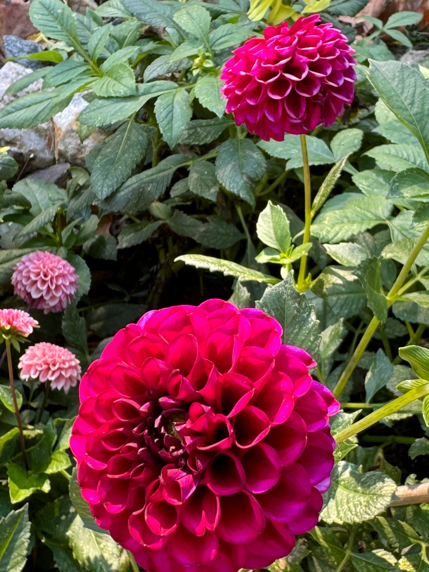 Natal Dahlia