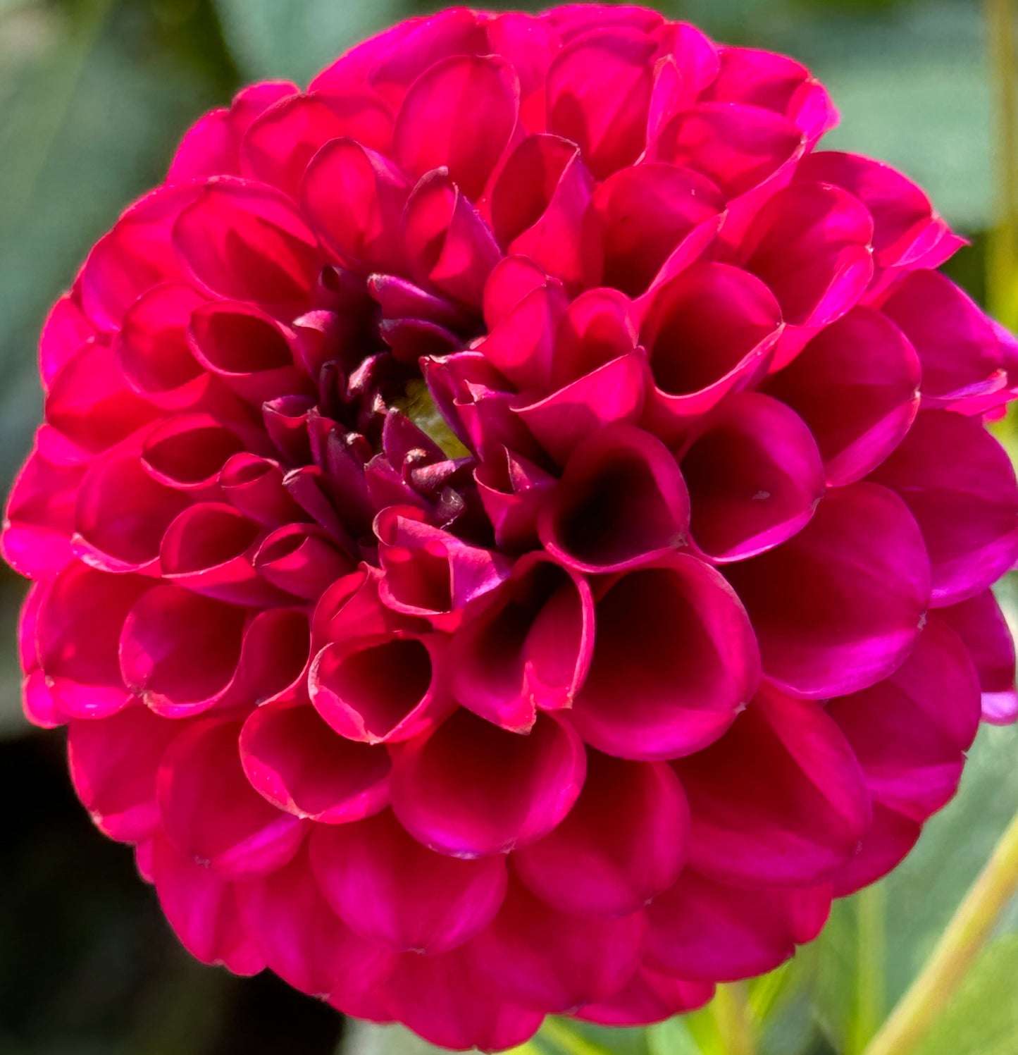 Natal Dahlia