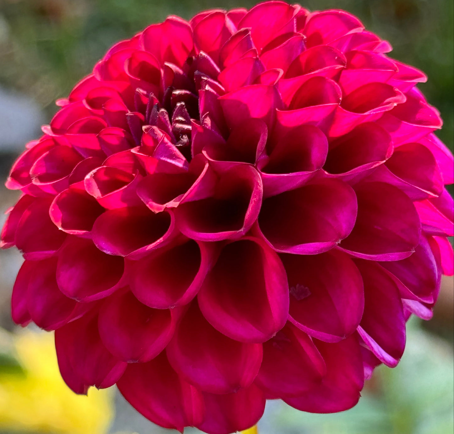 Natal Dahlia