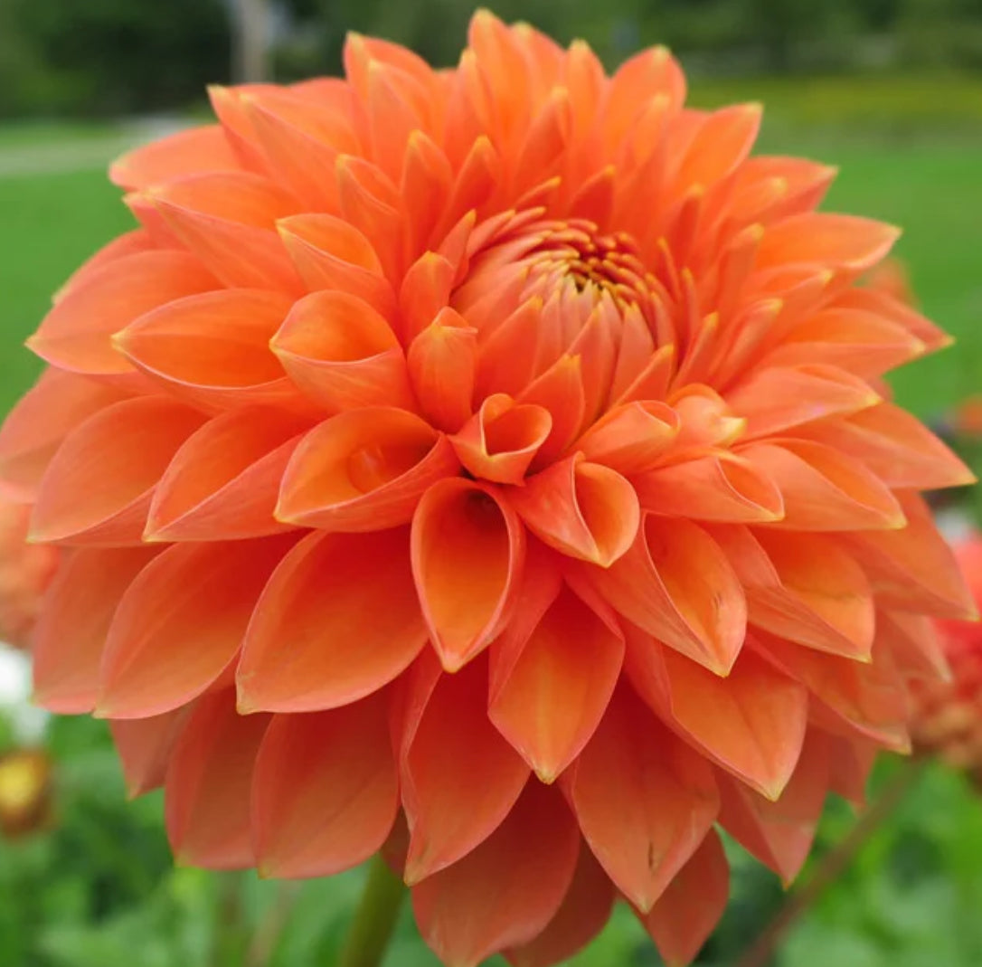 Prince of Orange Dahlia