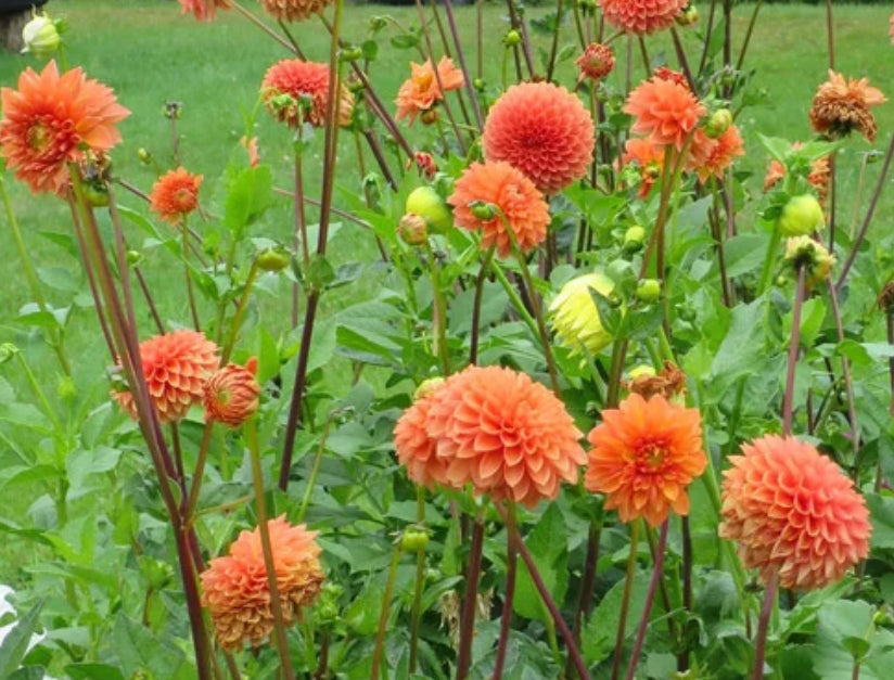 Prince of Orange Dahlia