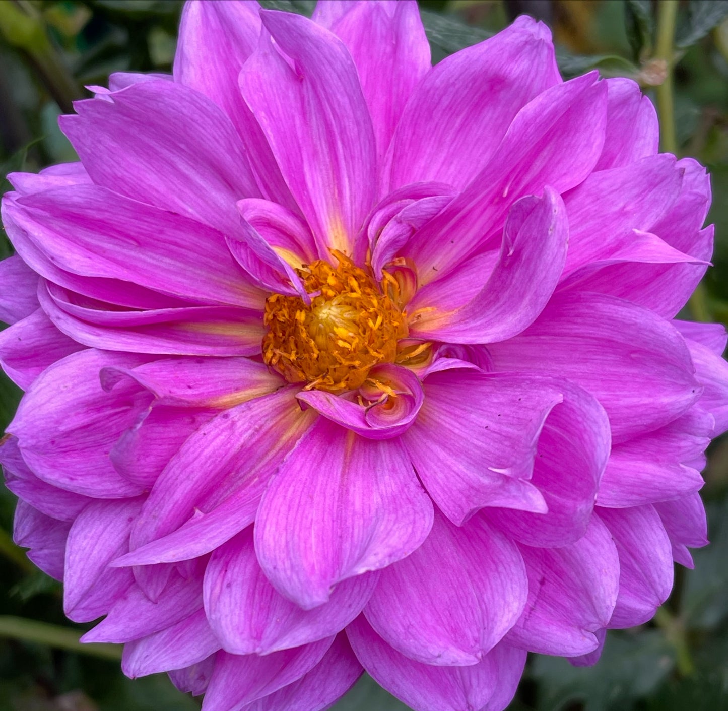 Little Lavender Dahlia