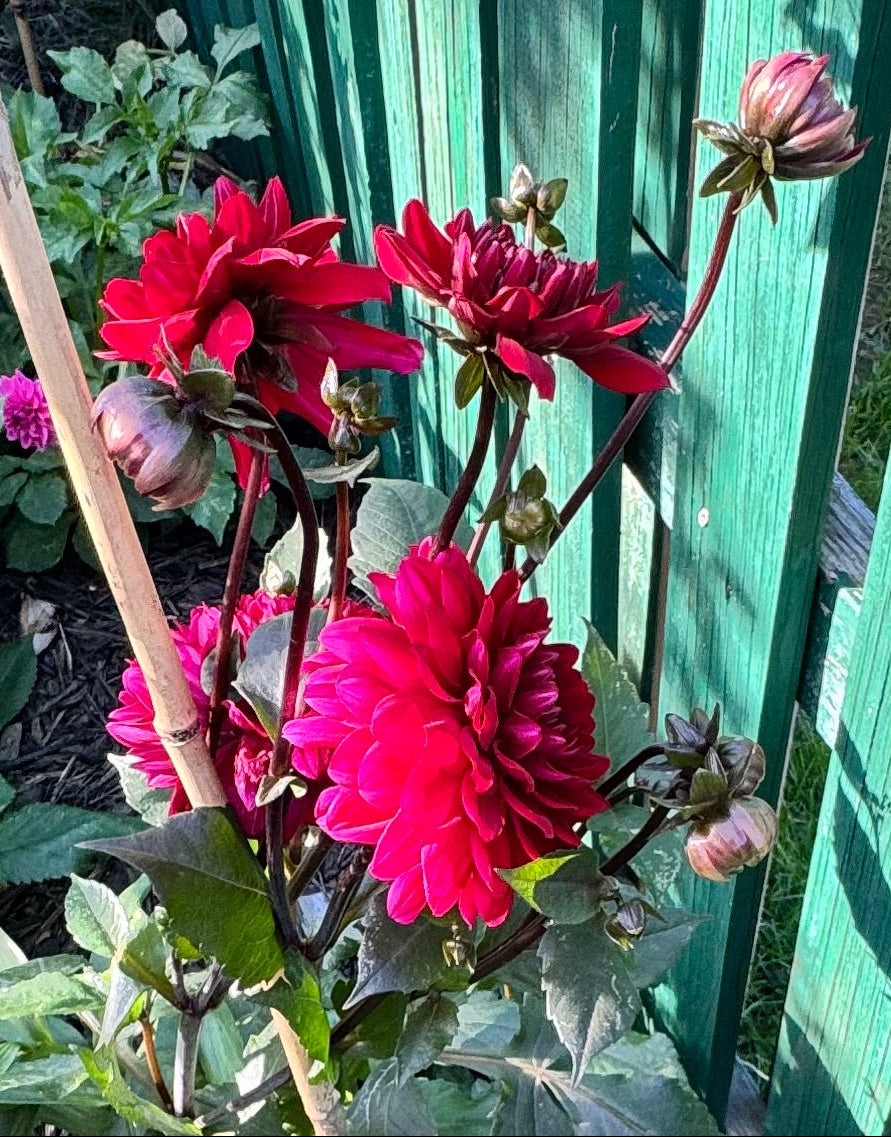 Karma Choc Dahlia