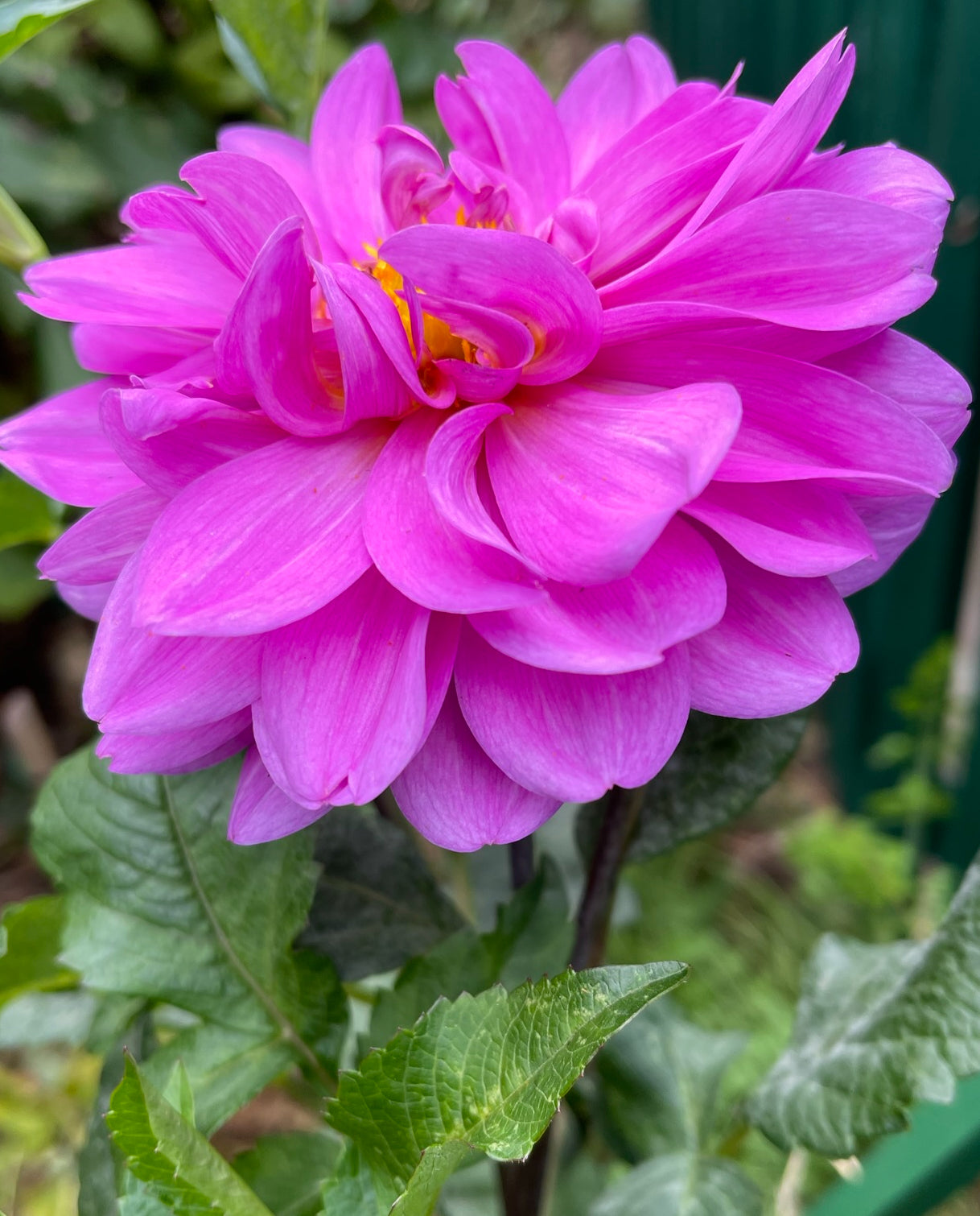 Little Lavender Dahlia