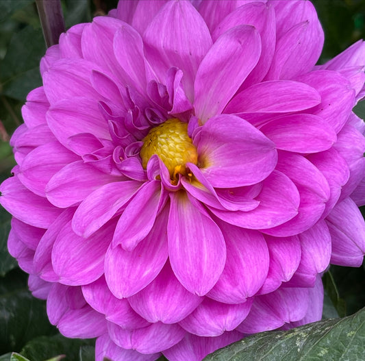 Little Lavender Dahlia