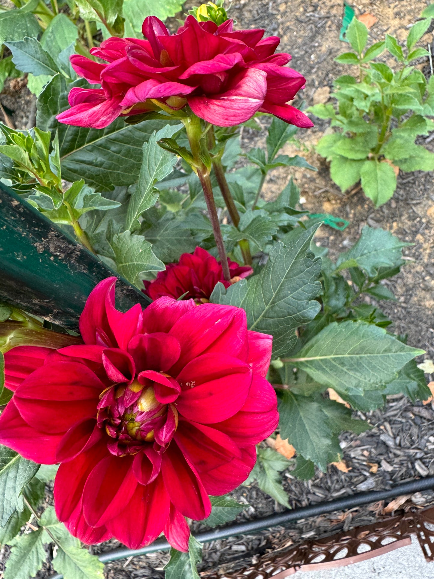 Jamaica Dahlia