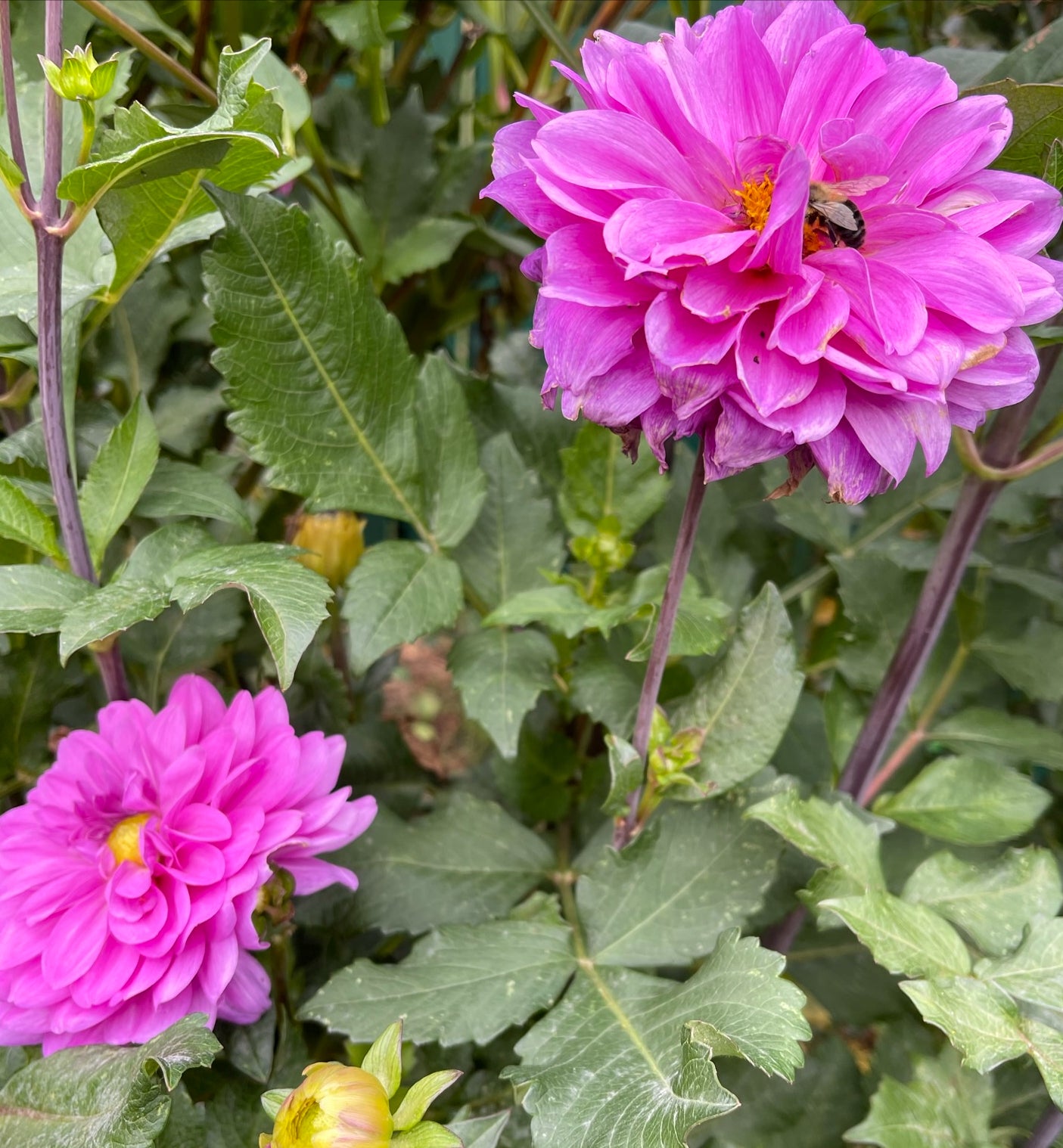 Little Lavender Dahlia