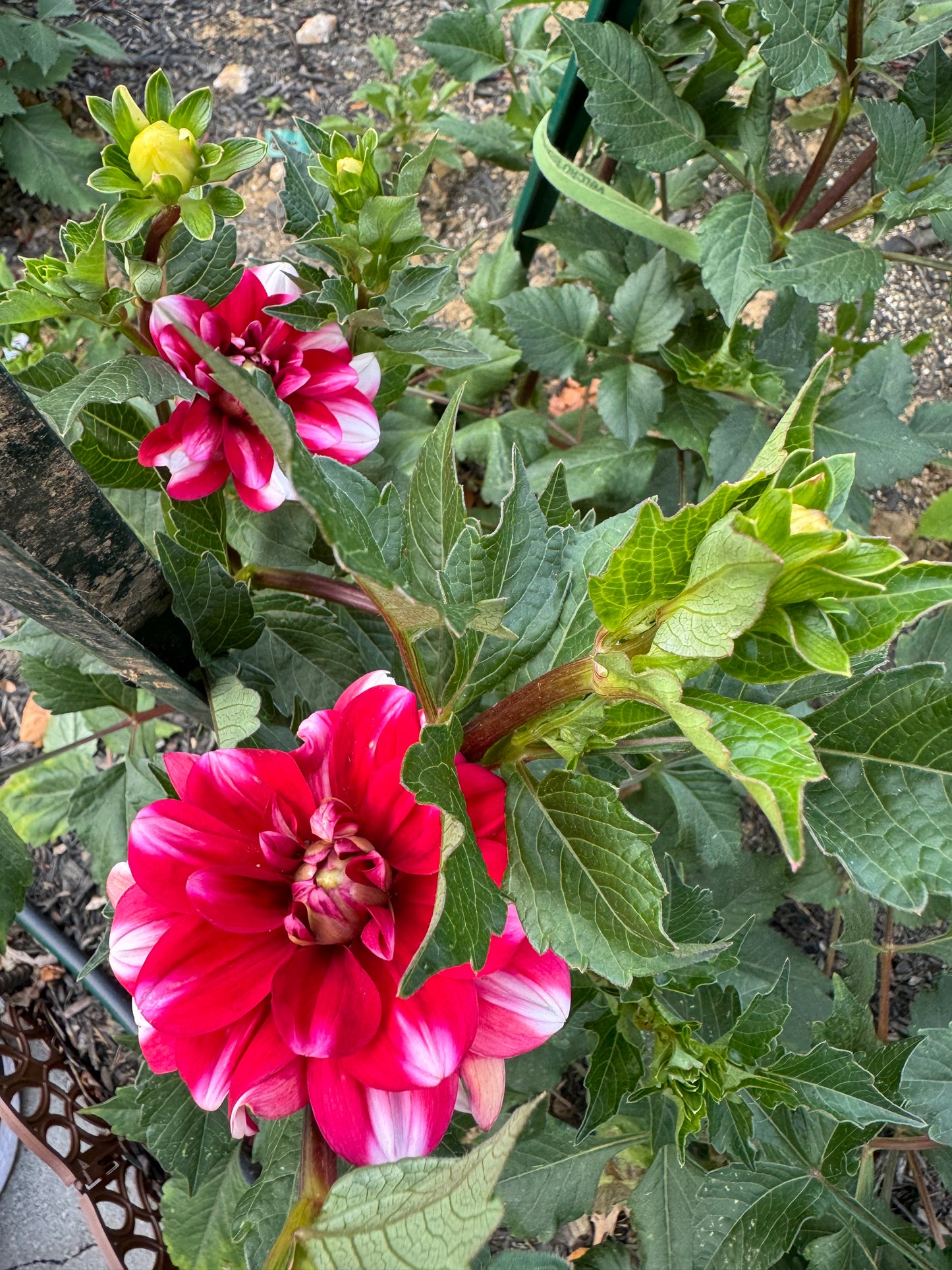 Jamaica Dahlia