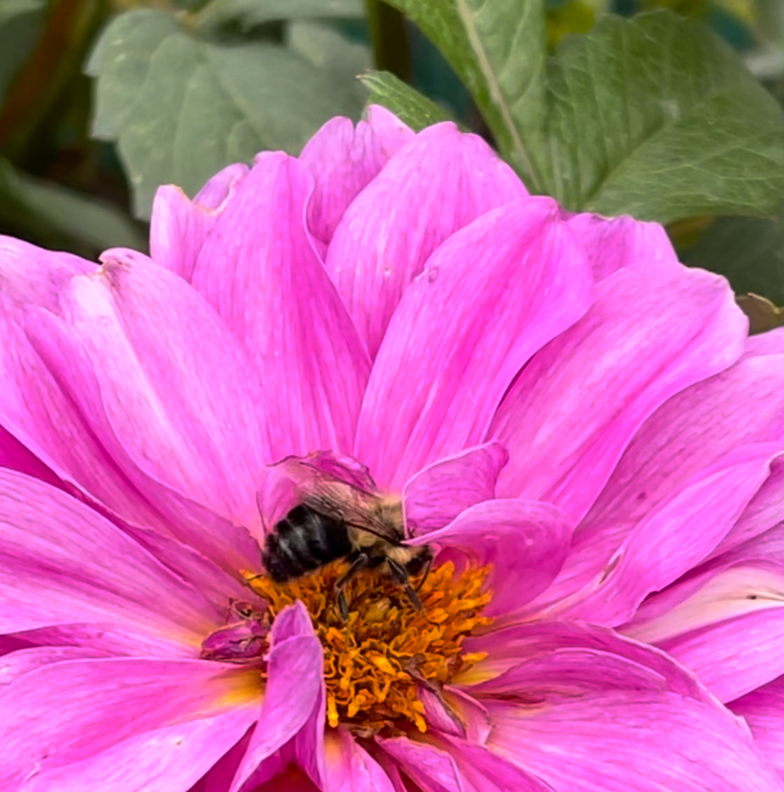 Little Lavender Dahlia