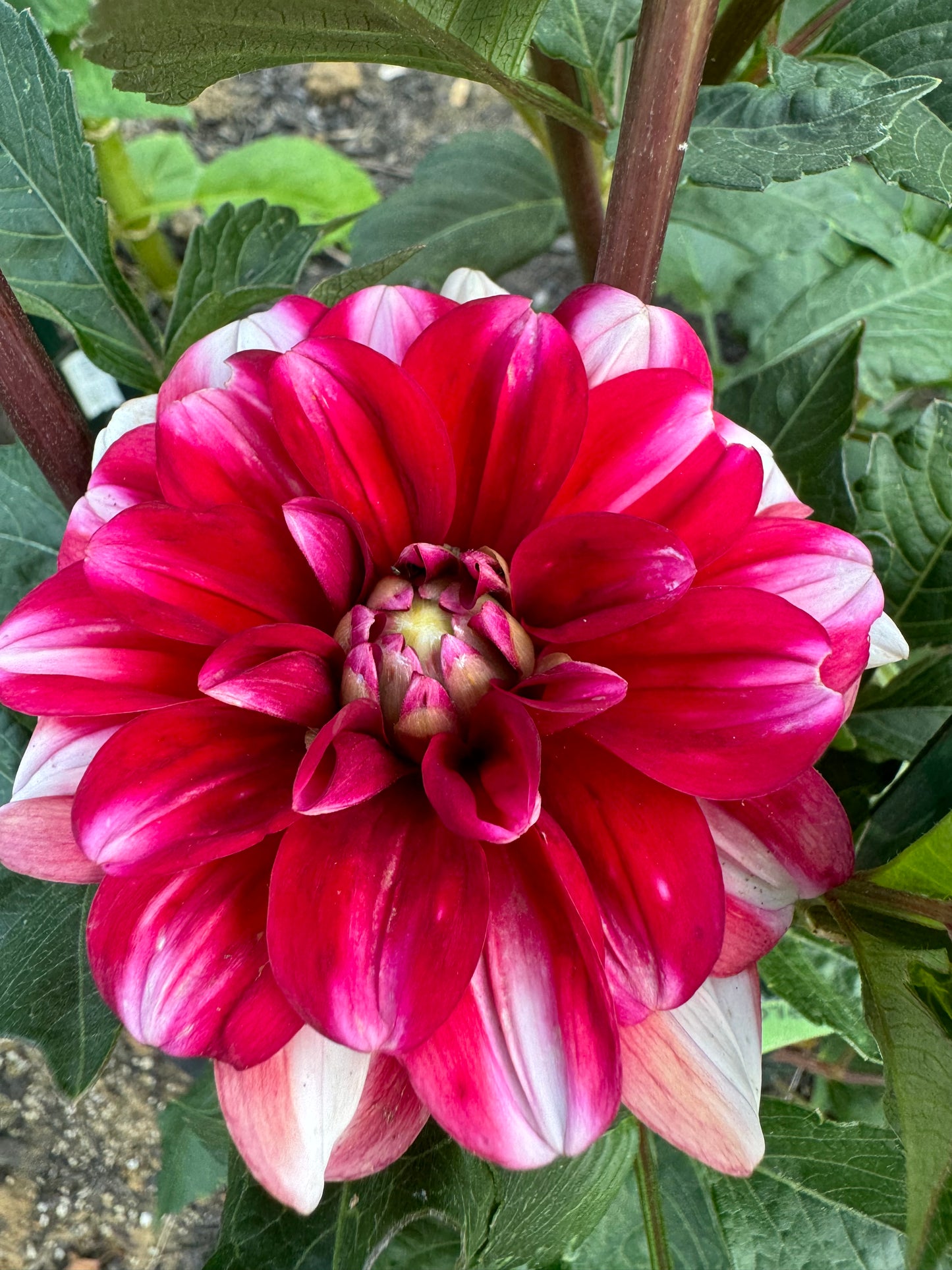 Jamaica Dahlia