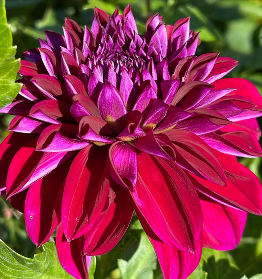 Purple World Dahlia