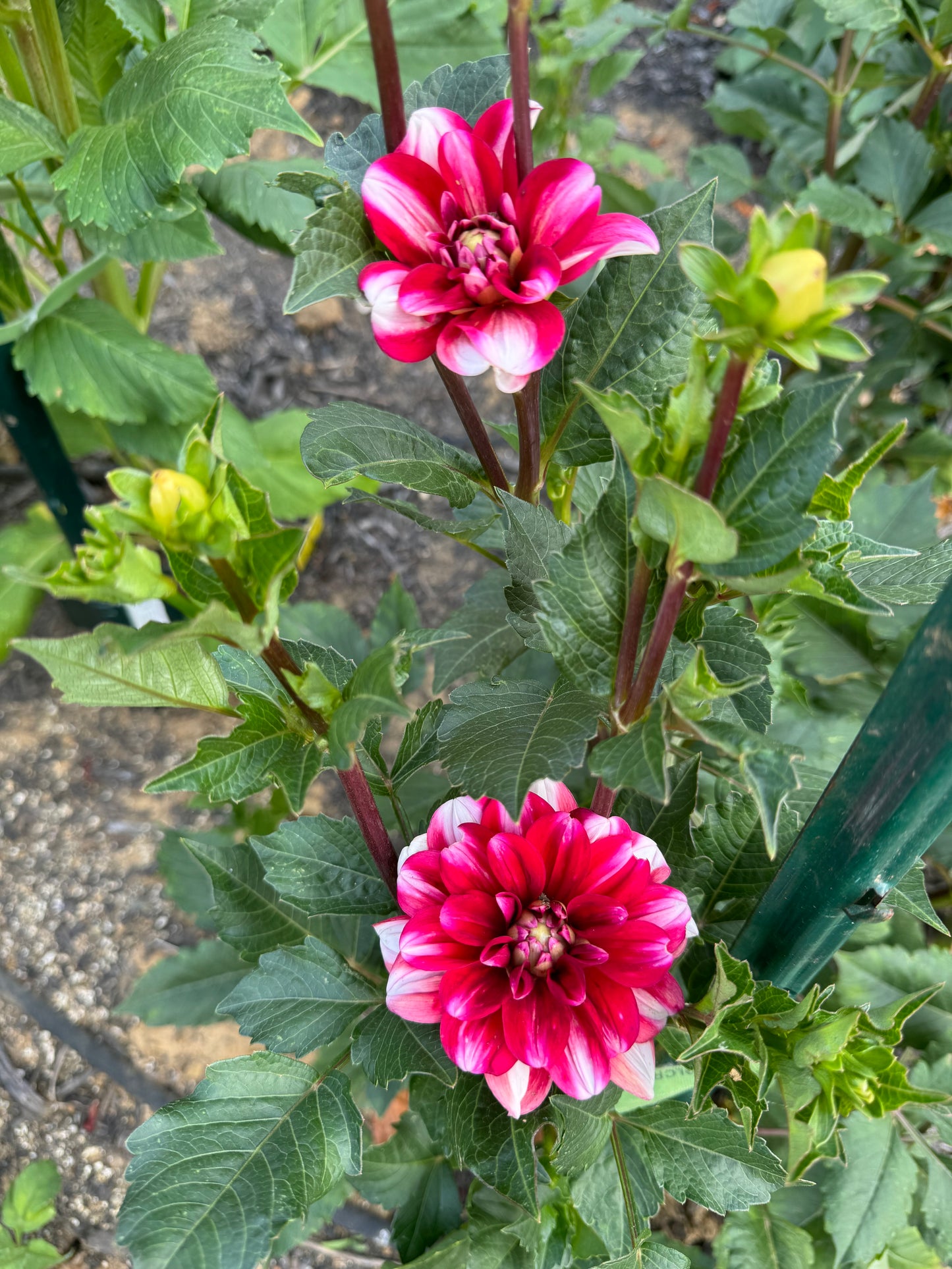 Jamaica Dahlia