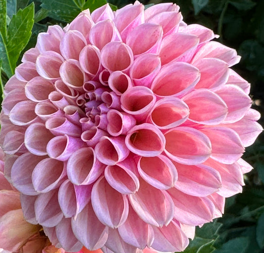 Bracken Rose Dahlia