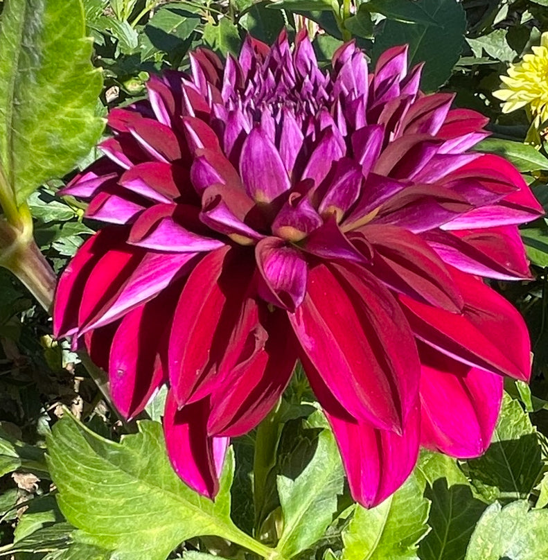 Purple World Dahlia